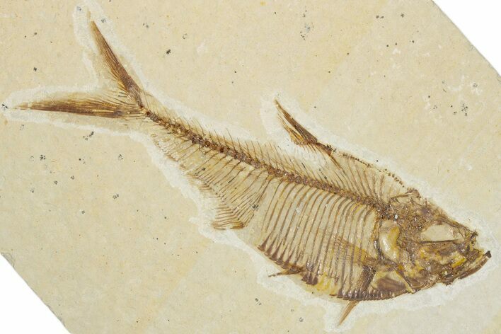 Detailed Fossil Fish (Diplomystus) - Wyoming #355601